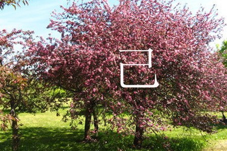 ������� ����� 