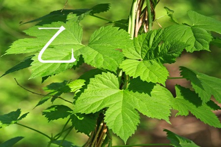 �������  ������