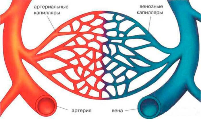 Тренируем капилляры Тренируем капилляры