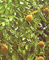 ������� �����