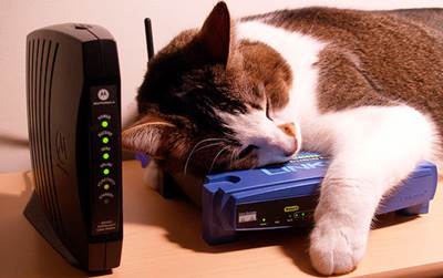 Wi-Fi более опасен для дикой природы, чем считалось ранее Wi-Fi более опасен для дикой природы, чем считалось ранее