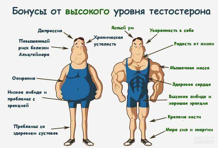 Бонусы от высокого уровня тестостерона Бонусы от высокого уровня тестостерона
