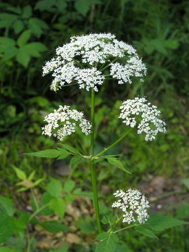    Aegopodium podagraria L.