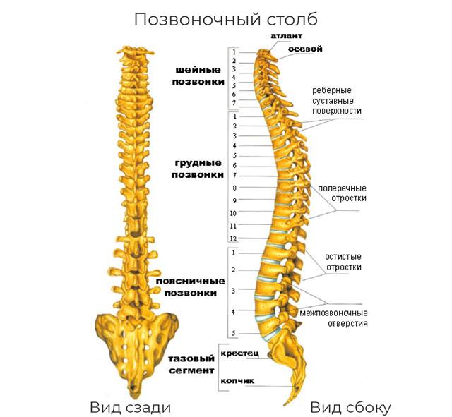 Как сохранить крестец здоровым Как сохранить крестец здоровым