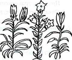 ��������� ����� (���-��� ����-��)