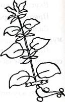 ������ ������������