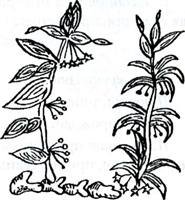 ������ �������������