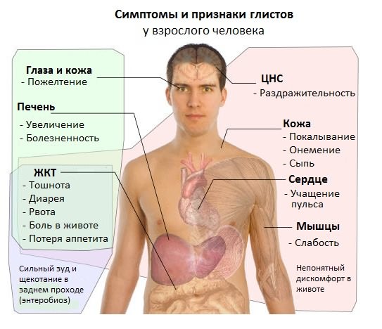 Гельминты и патогенная флора в организме человека Гельминты и патогенная флора в организме человека