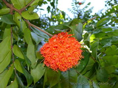 ����������� ������������ ��� ���������