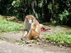 ����������� ������������ ��� ���������