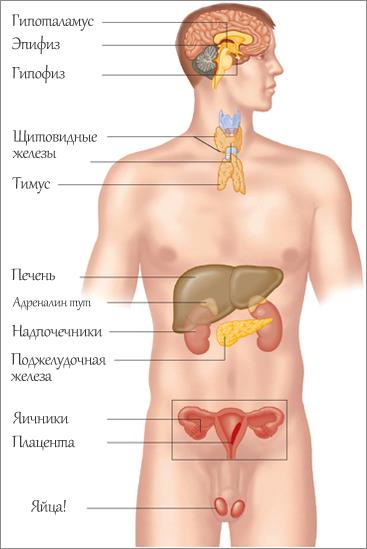 ���� ��������