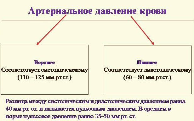 Маленький разрыв между давлением. Норма между верхним и нижним артериальным давлением разница. Разница между верхним и нижним. Разница между верхними и нижними показателями давления. Разница между верхним и нижним давлением норма.