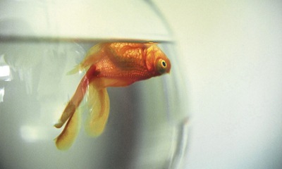 ���� ������� - ����, �� � ����� ������� ��� ����� ��������?