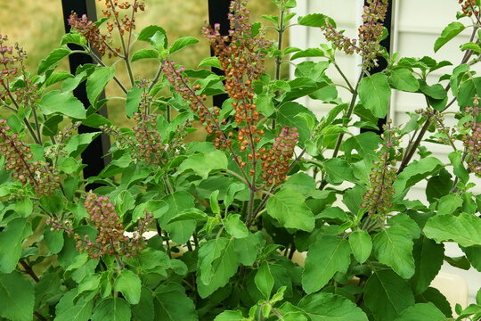 Тулси (ocimum sanctum) Тулси (ocimum sanctum)