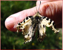 ��������� �������� � ������ ���������������� ��������