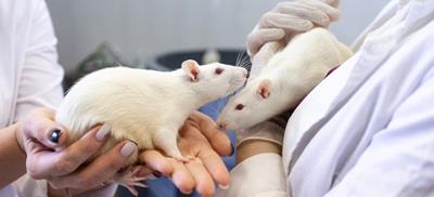 ������ ������� ������� ��������� ������ 5G �� ���� ��������