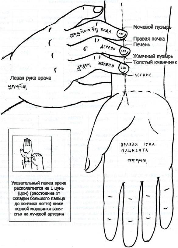 Карта расположения рук