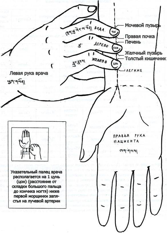 Можно ли по пульсу. Точки пульса в китайской медицине. Диагноз по пульсу китайская медицина. Пульсовая диагностика тибетской медицины. Диагностика по пульсу в тибетской медицине.