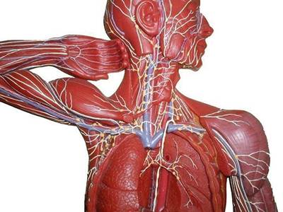 ������������� �������